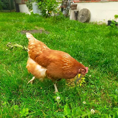 Logis51 * Ville-sur-Tourbe