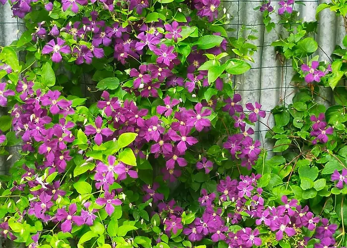 Logis51 Ville-sur-Tourbe